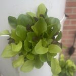 lettuce growing in tower garden